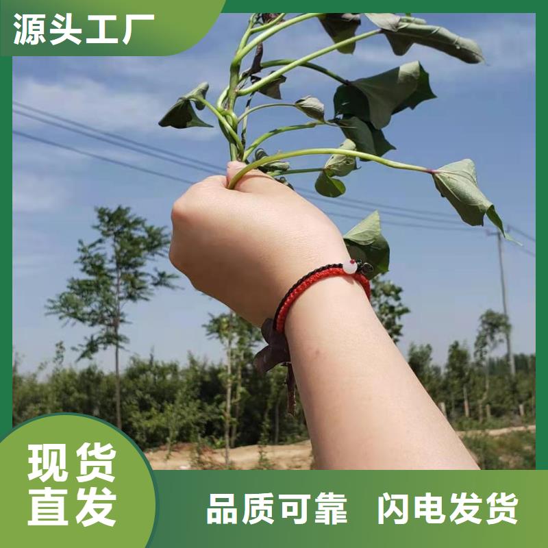 【紫薯苗】胡萝卜丁一站式采购商家