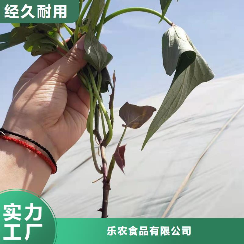 【紫薯苗】胡萝卜丁一站式采购商家