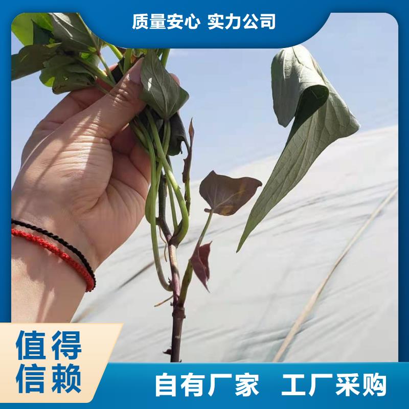 乐农【紫薯苗】-紫薯粉经久耐用-二八商务