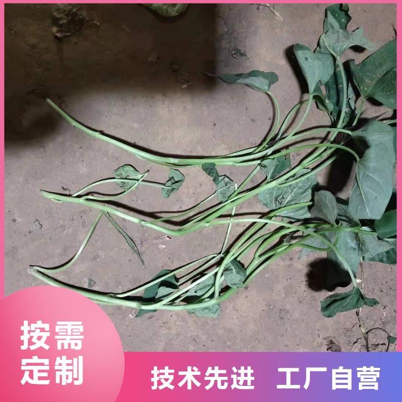 紫薯苗羽衣甘蓝粉实体诚信厂家