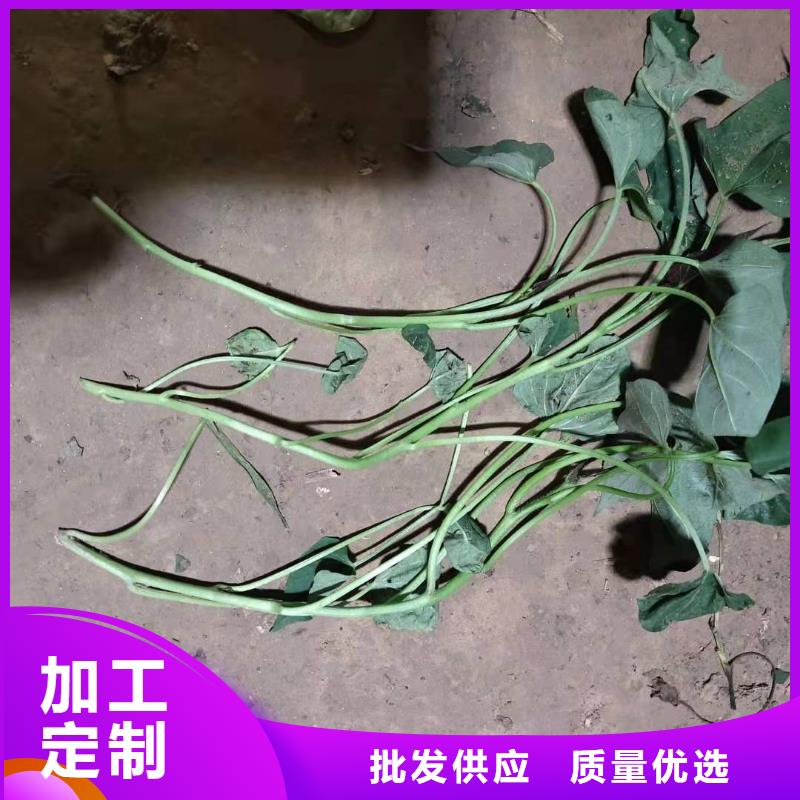 【紫薯苗】胡萝卜丁一站式采购商家