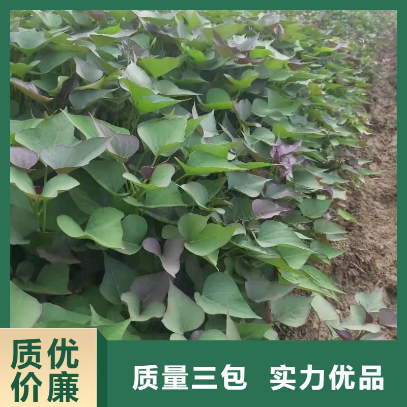 紫薯苗羽衣甘蓝粉实体诚信厂家