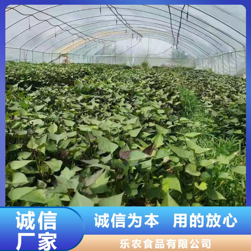 【紫薯苗】胡萝卜丁一站式采购商家