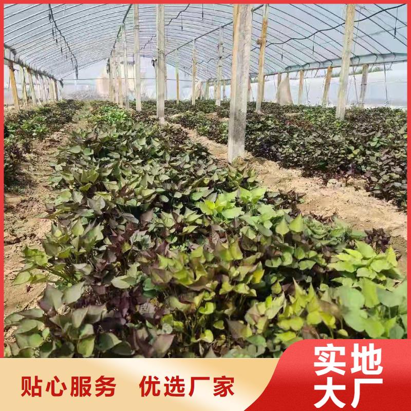 紫薯苗羽衣甘蓝粉实体诚信厂家