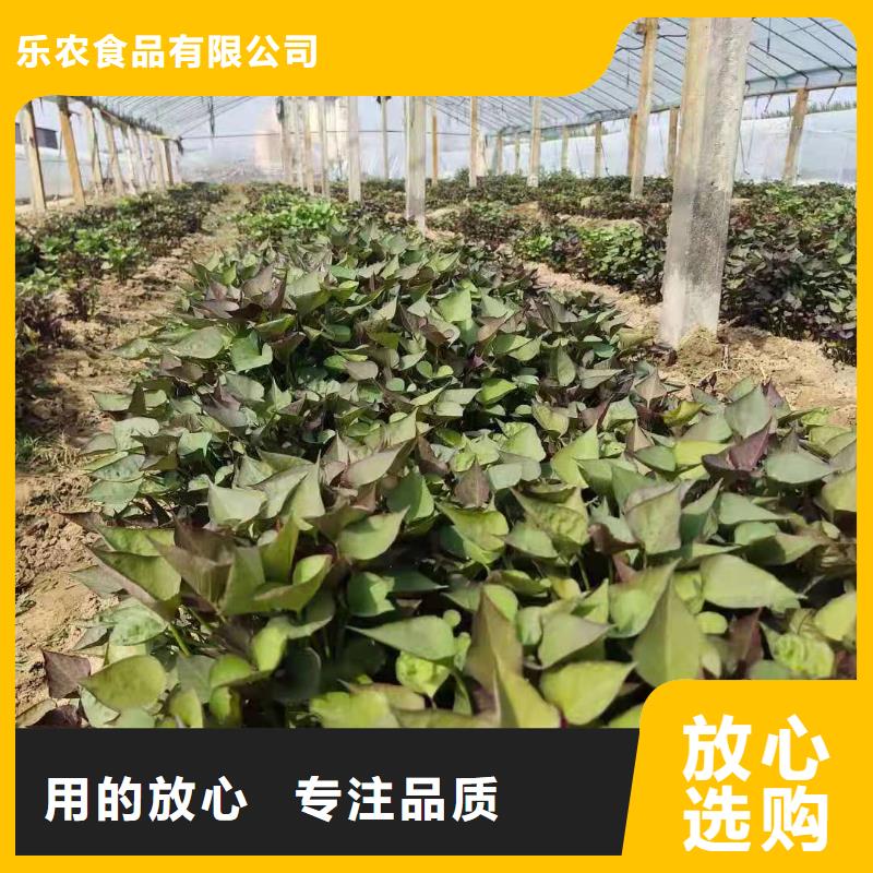 紫薯苗羽衣甘蓝粉实体诚信厂家