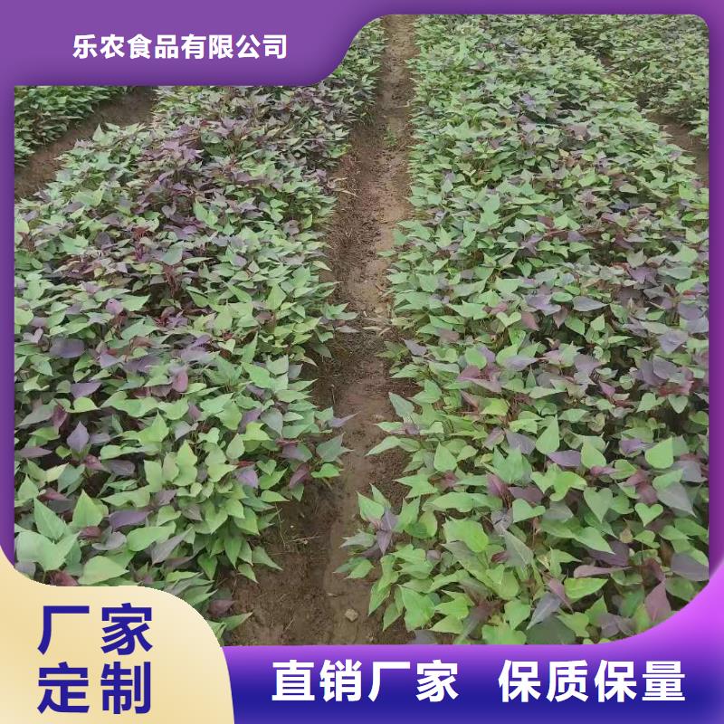 乐农【紫薯苗】-紫薯粉经久耐用-二八商务