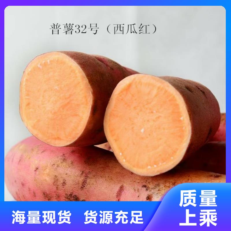 【紫薯苗】胡萝卜丁一站式采购商家