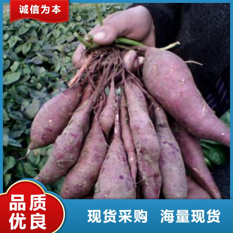 【 紫薯苗-菠菜粉厂家供您所需】