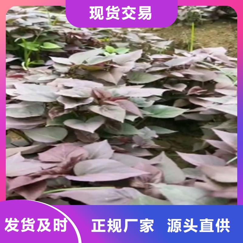 【 紫薯苗-菠菜粉厂家供您所需】