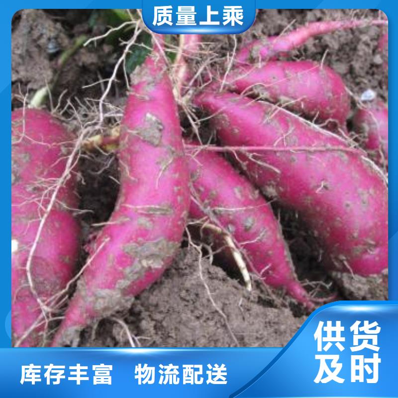 乐农【紫薯苗】-紫薯粉经久耐用-二八商务