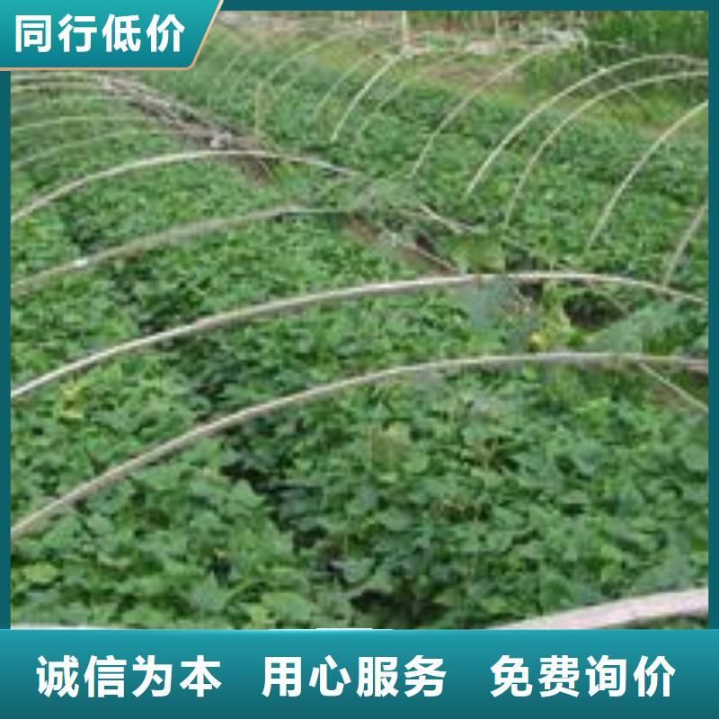 【紫薯苗】胡萝卜丁一站式采购商家
