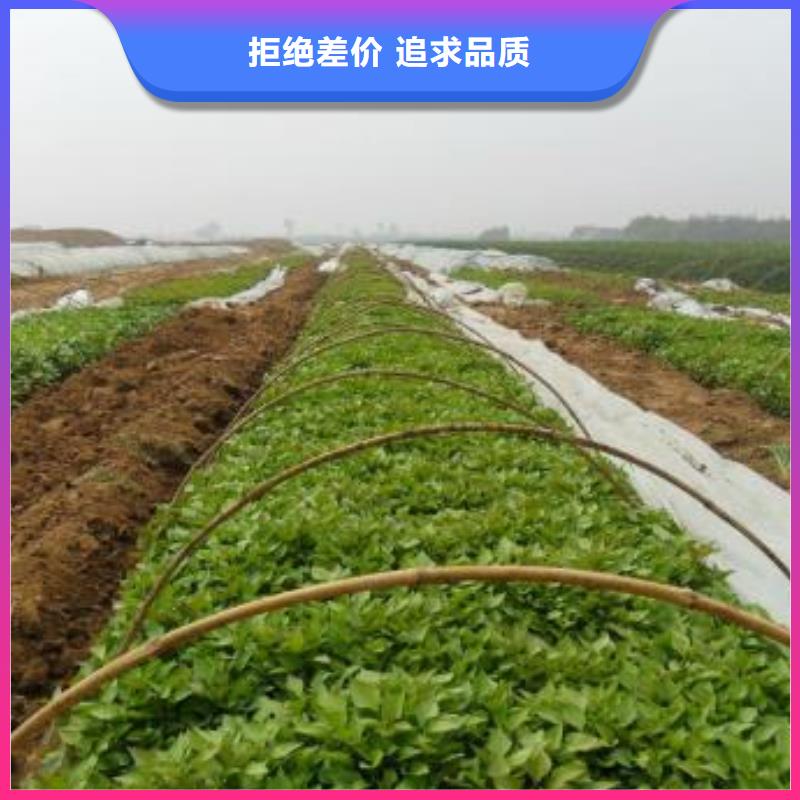 紫薯苗羽衣甘蓝粉品质信得过