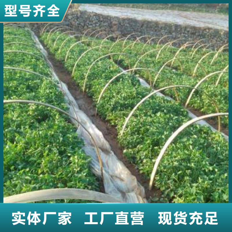 紫薯苗羽衣甘蓝粉实体诚信厂家