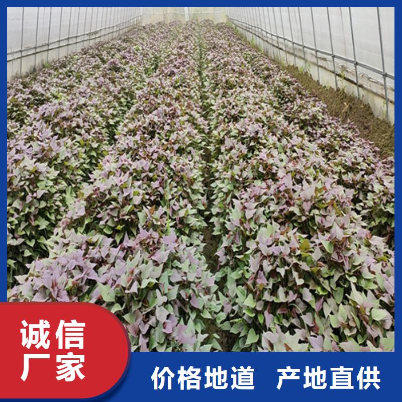 【紫薯苗】胡萝卜丁一站式采购商家