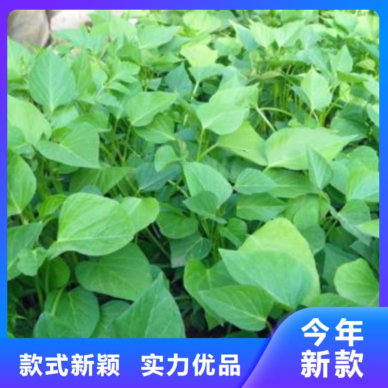 乐农【紫薯苗】-紫薯粉经久耐用-二八商务