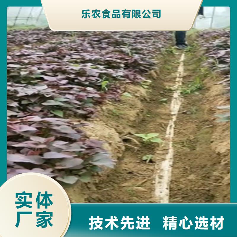 【紫薯苗】胡萝卜丁一站式采购商家
