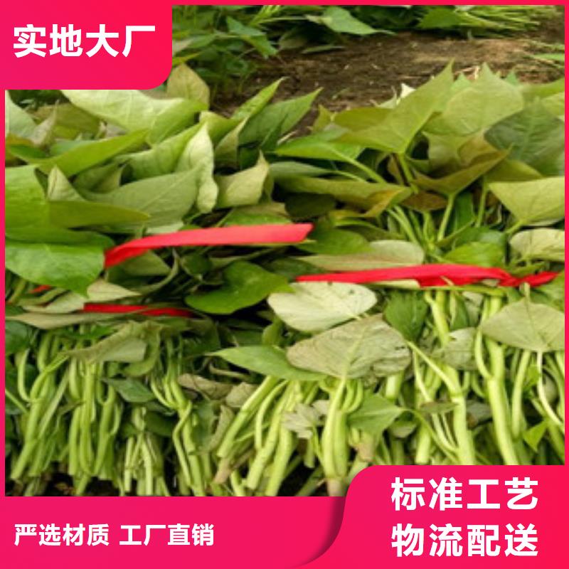 紫薯苗羽衣甘蓝粉实体诚信厂家