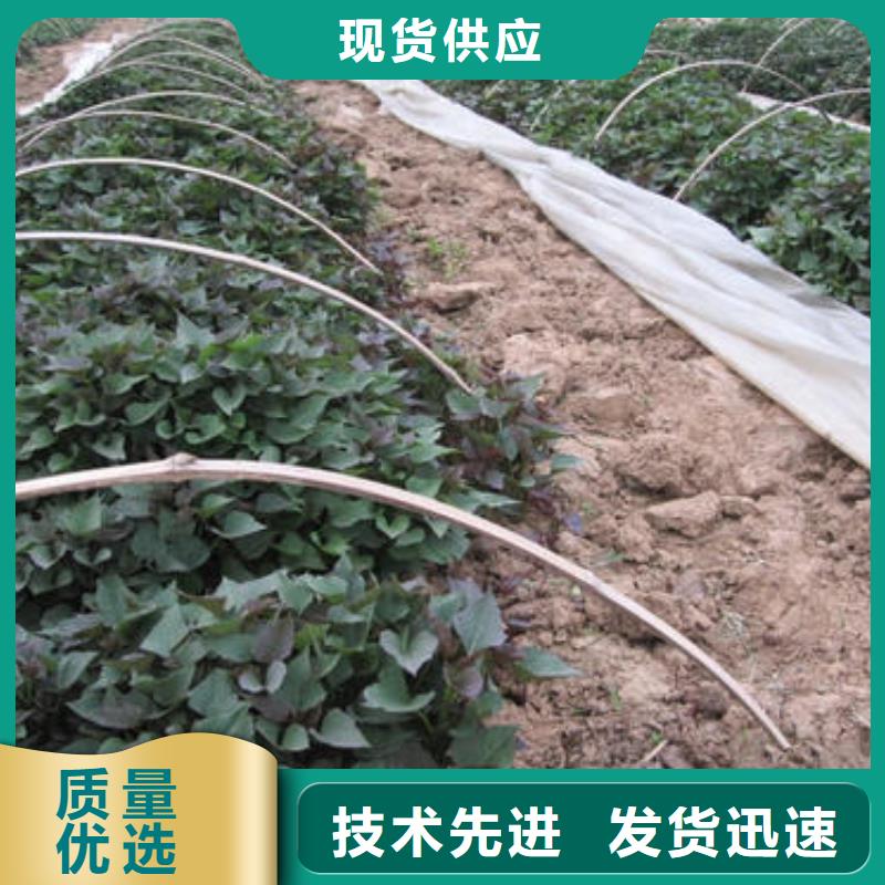 紫薯苗羽衣甘蓝粉实体诚信厂家