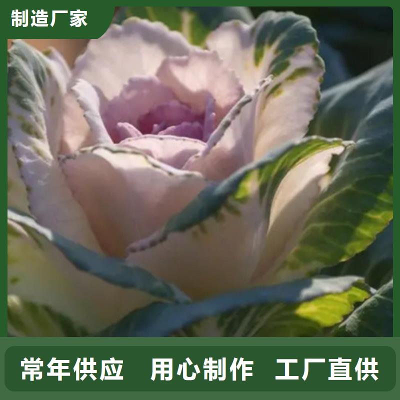 羽衣甘蓝粉足量供应