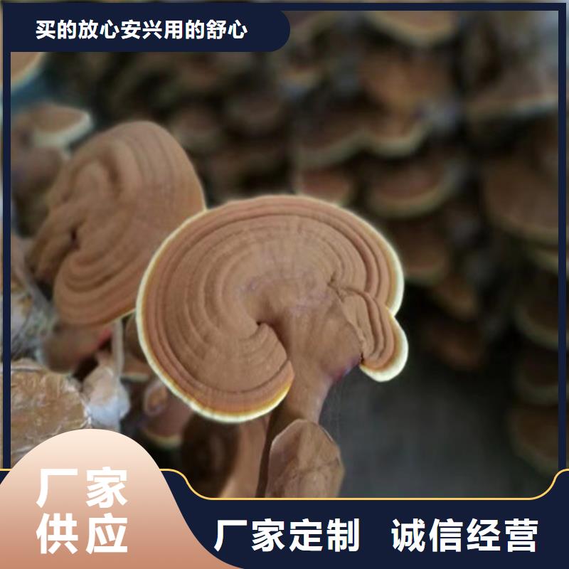 选灵芝片-实体厂家可定制