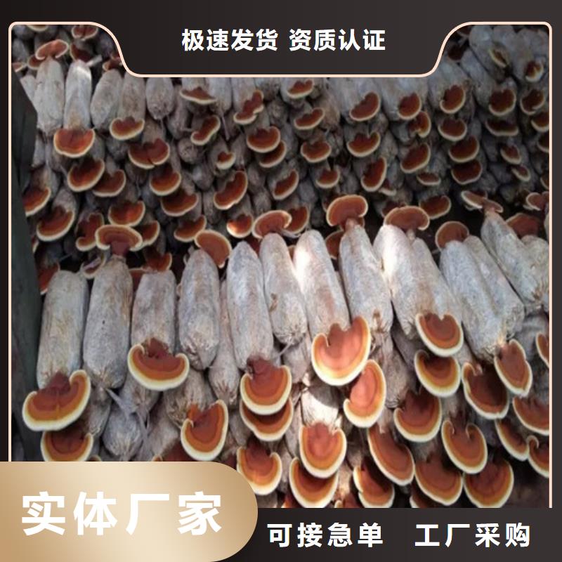 破壁灵芝粉好货不贵