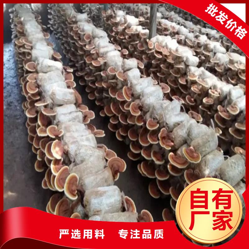 赤灵芝厂家_规格齐全