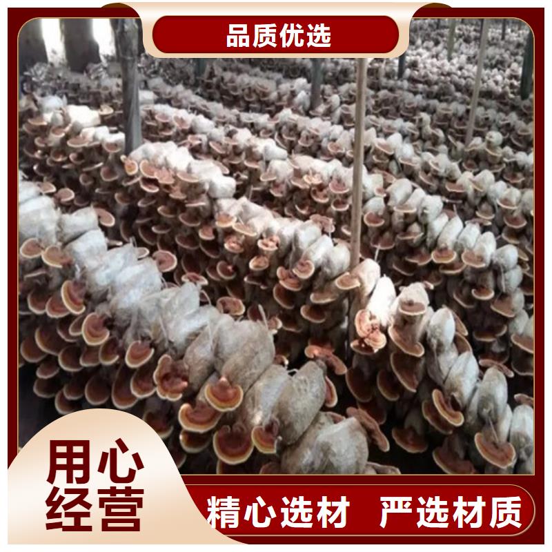 
孢子灵芝厂家，发货快