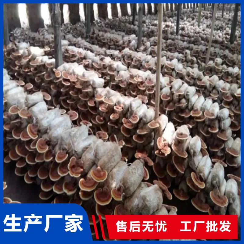 灵芝孢子粉个性化定制