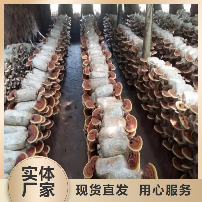 
孢子灵芝厂家，发货快