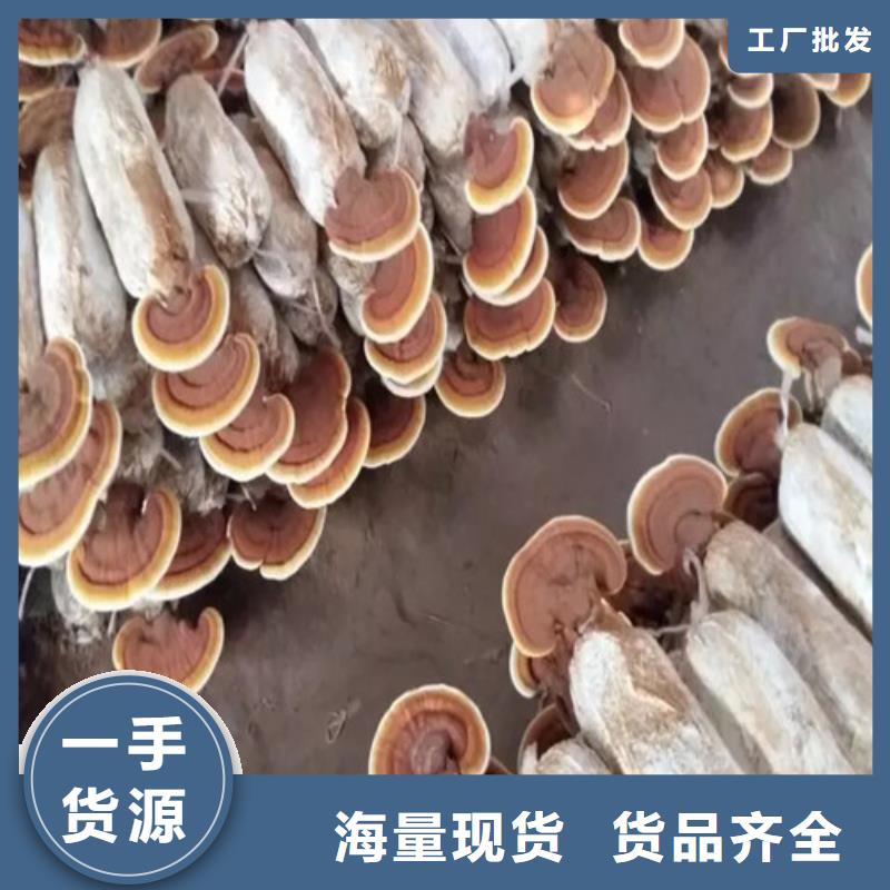 煲汤灵芝现货采购