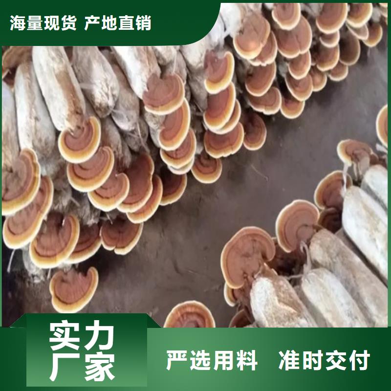 质量优的灵芝粉生产厂家