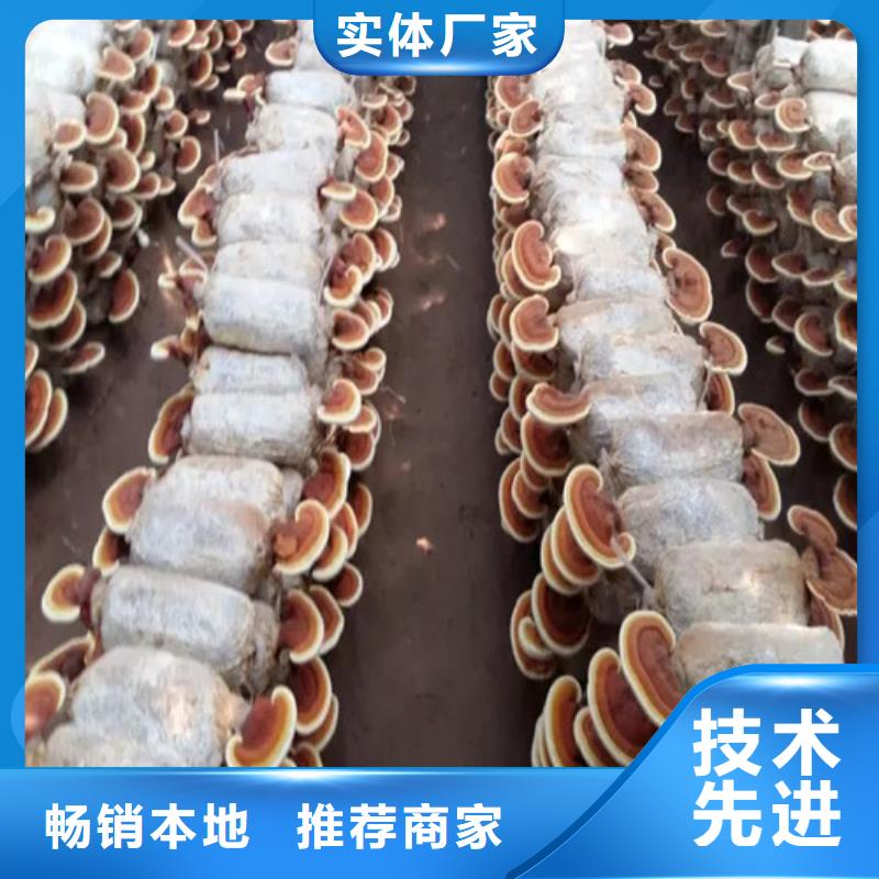 规模大的灵芝超细粉厂家