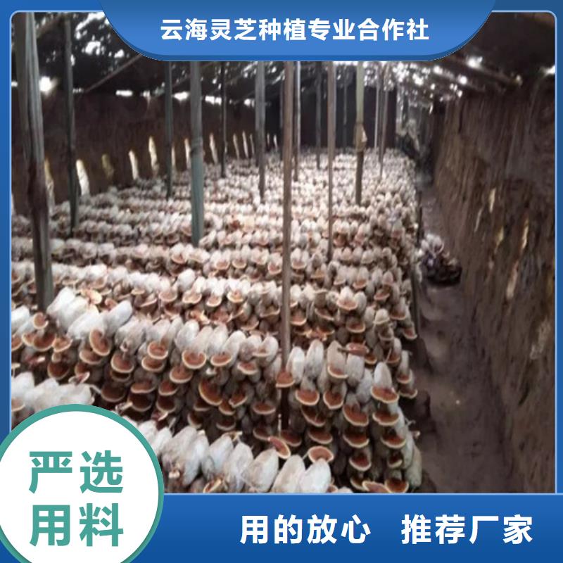 灵芝超细粉、灵芝超细粉厂家直销-找云海灵芝种植专业合作社
