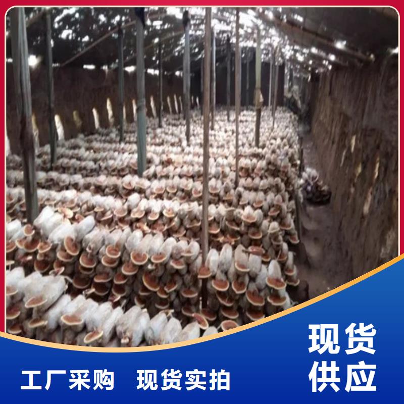 灵芝孢子粉生产厂家欢迎咨询订购