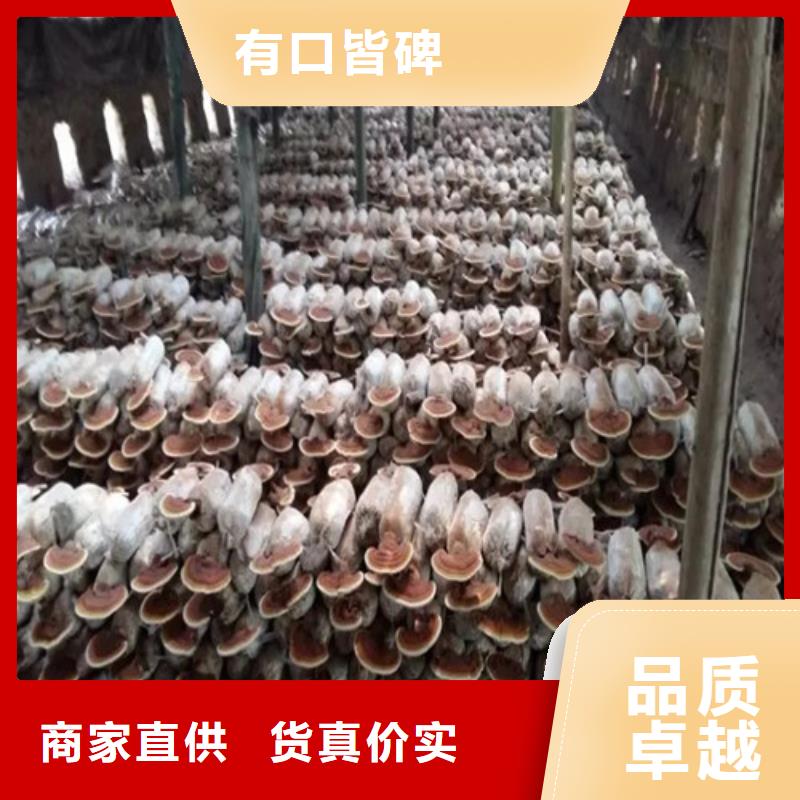 灵芝孢子粉生产厂家欢迎咨询订购