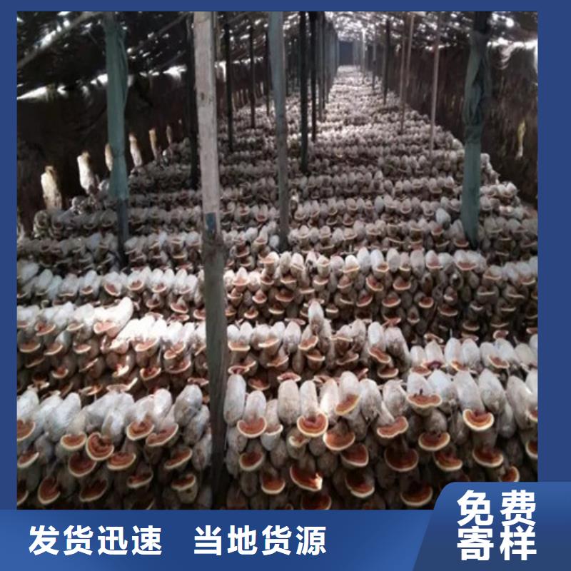 灵芝孢子粉现货满足大量采购-云海灵芝种植专业社(绍兴市分公司)