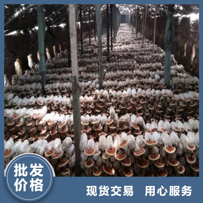 【灵芝孢子粉】 灵芝当地货源