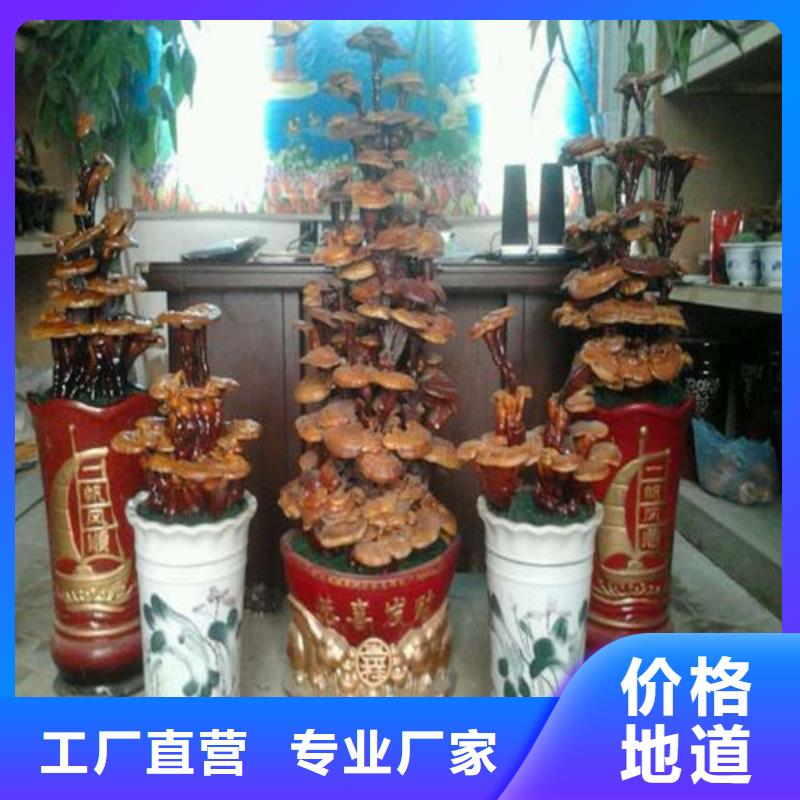 孢子灵芝-孢子灵芝本地厂家