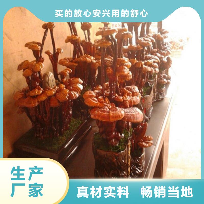 灵芝孢子实体大厂-放心选购
