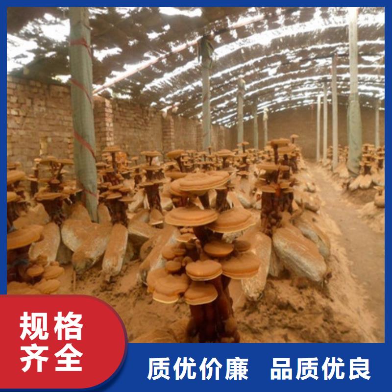 
灵芝粉
厂家供应价格