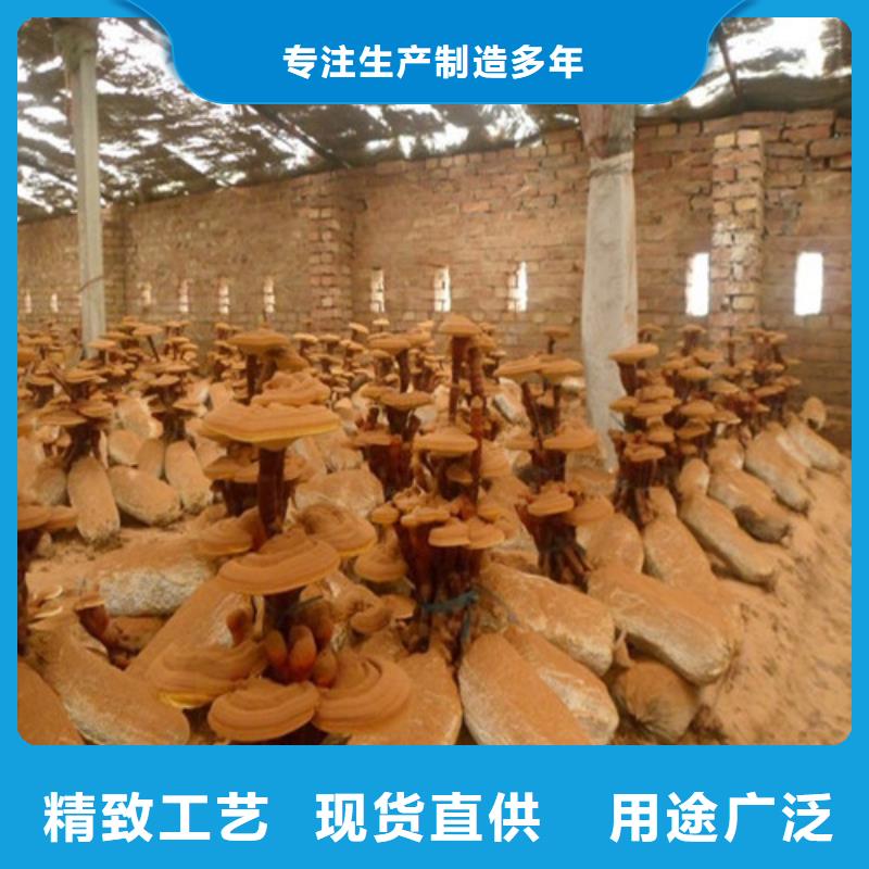 |伊犁|克拉玛依云海灵芝孢子粉,【灵芝】细节决定成败