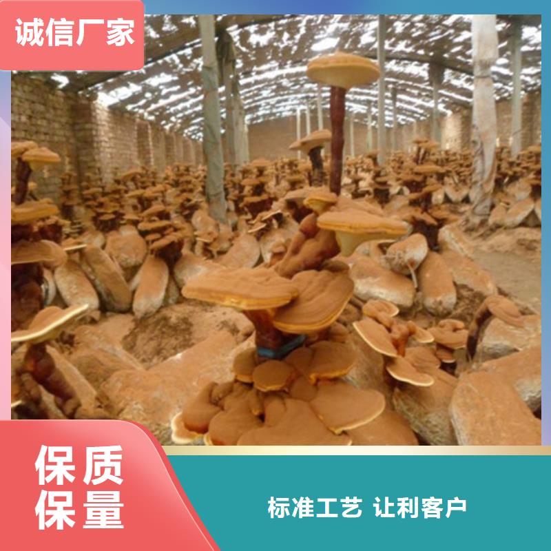 灵芝盆景_厂家批发_产地货源