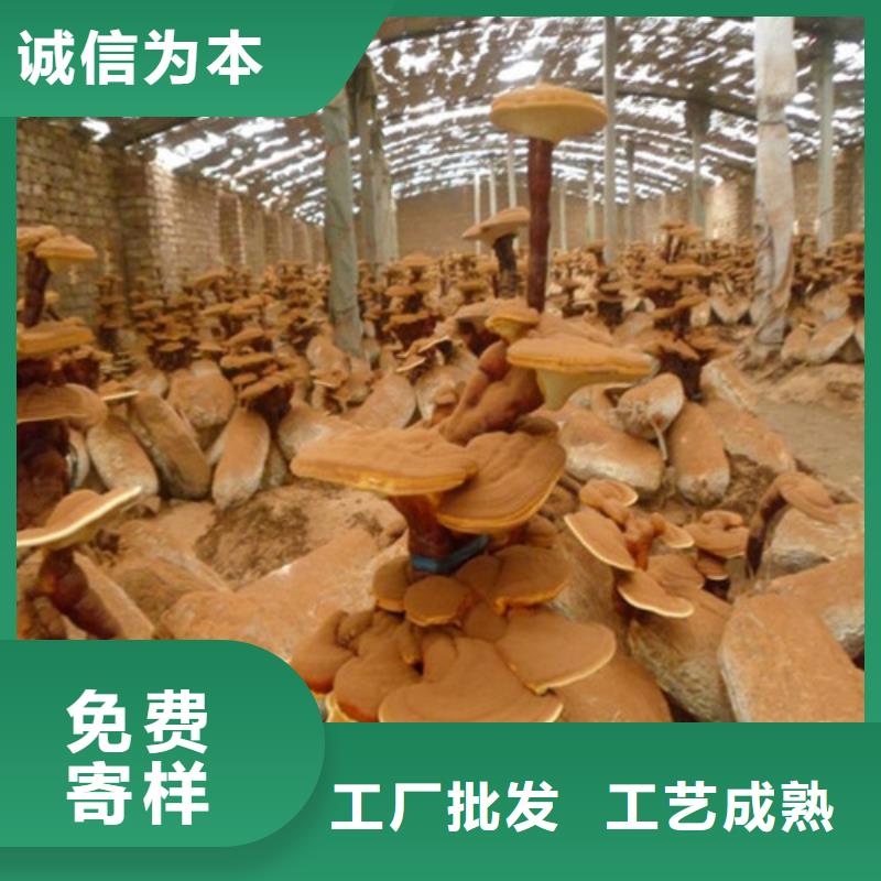 灵芝孢子实体大厂-放心选购