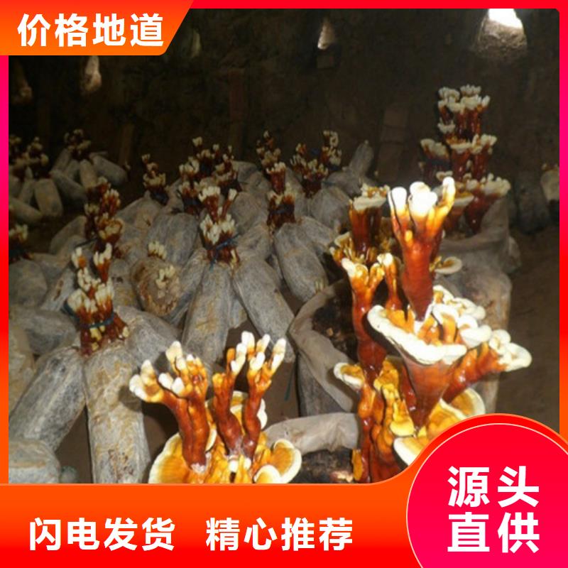 灵芝超微粉生产厂家有样品