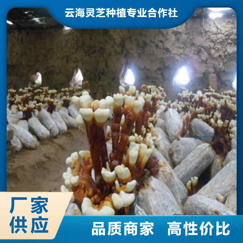 破壁灵芝孢子粉-破壁灵芝孢子粉厂家直发