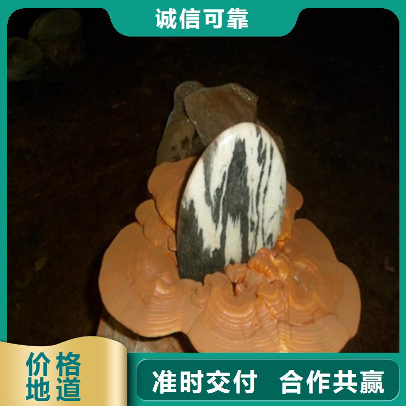 
灵芝粉有资质