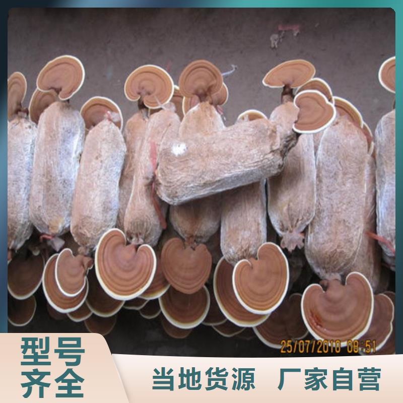 新鲜灵芝直供厂家