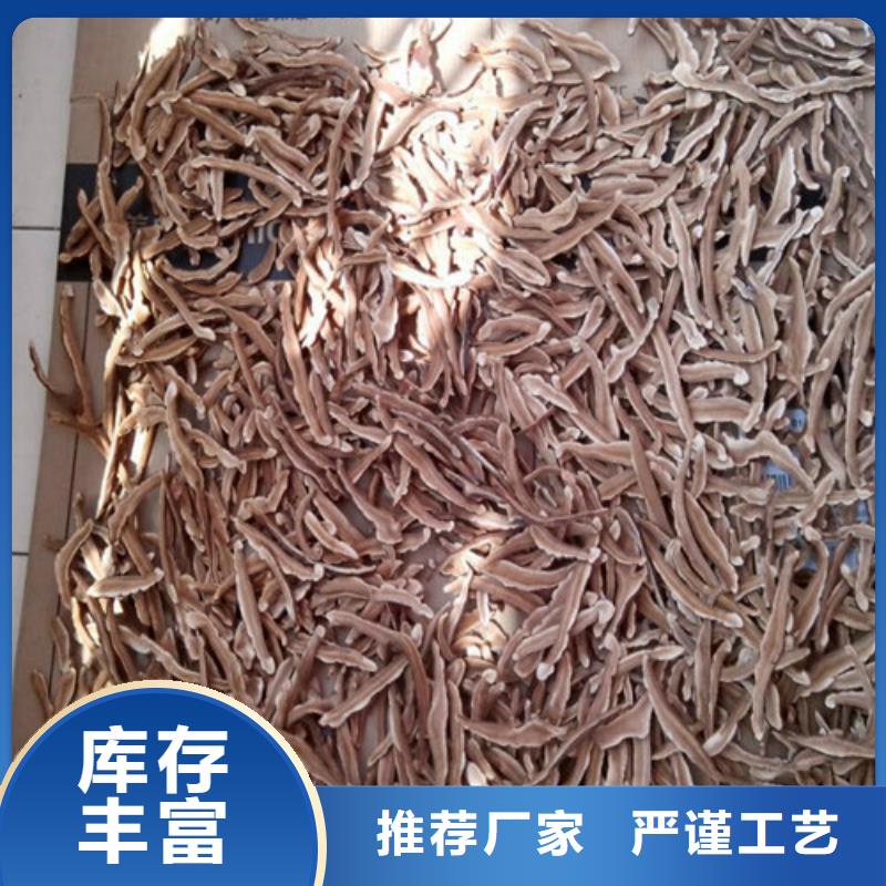 灵芝活体-可寄样品
