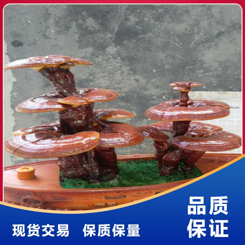 赤灵芝厂家_规格齐全