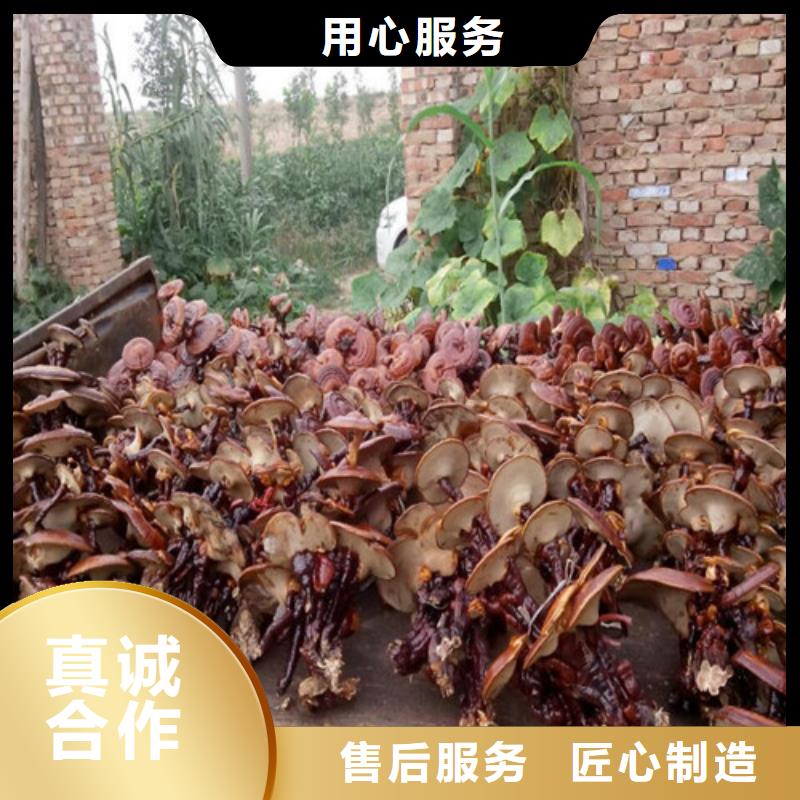 灵芝超细粉质量保证